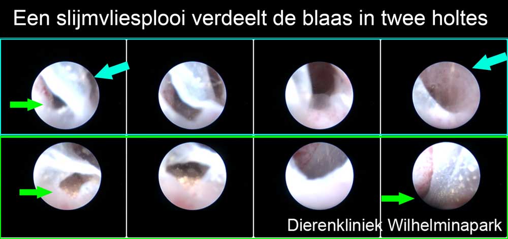 De blaasopening laat een slijmvliesplooi te zien: onze uitleg.